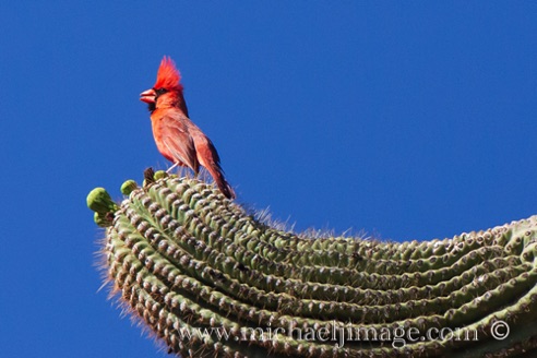 Cardinal - Saguaro
Verde River, Rio Verde. AZ. Cardinal - Saguaro
Verde River, Rio Verde. AZ.